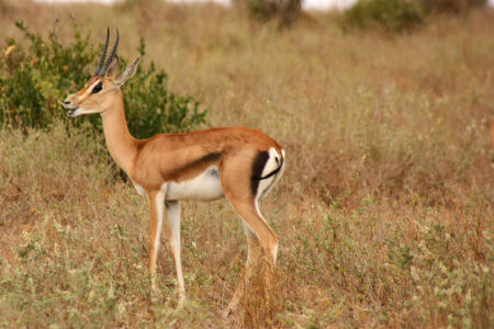 Antilope in Tsavo photo