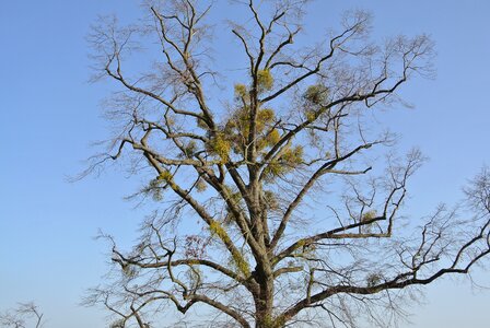 Mistletoe tree crown