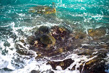 Animal beach Caretta caretta