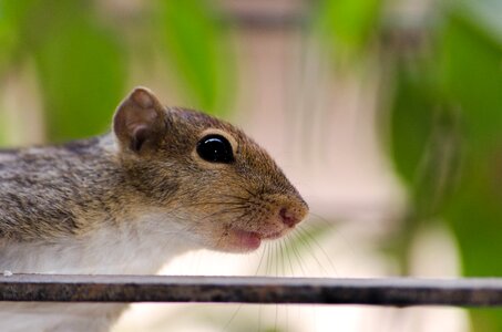 Cute mammal rodent