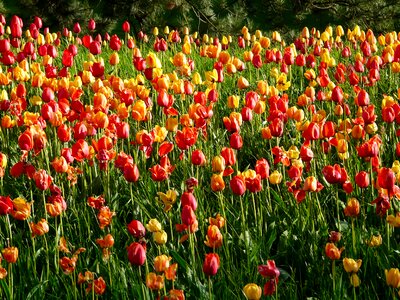 Flowers colorful color