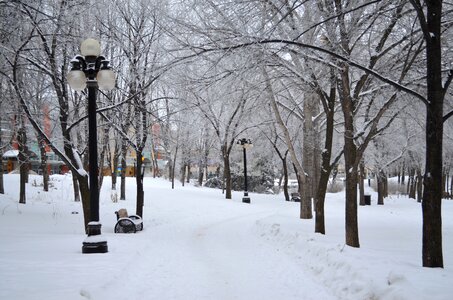 Winter park covered with snow with a row of lamps photo