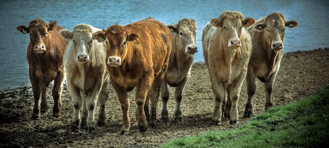Agriculture cattle nature photo