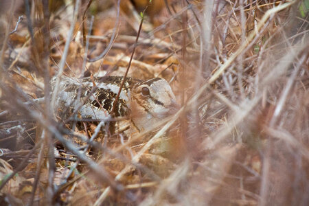 American Woodcock-3