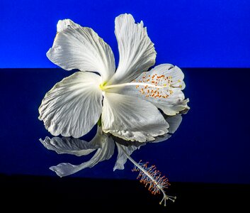 Flower white marshmallow