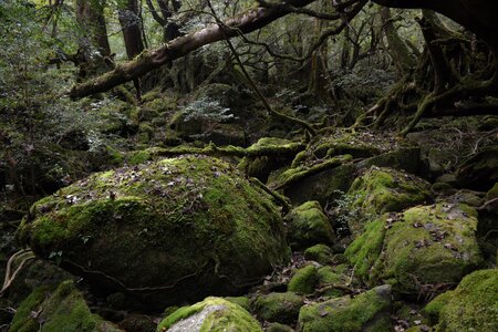 Princess mononoke moss deep forest photo