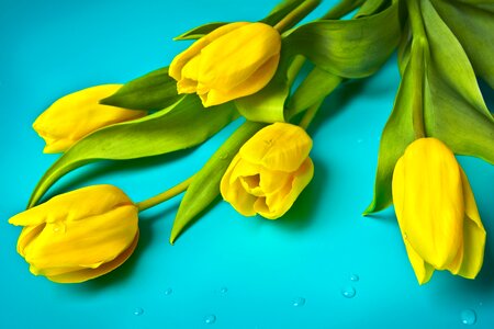 Plant meadow holidays