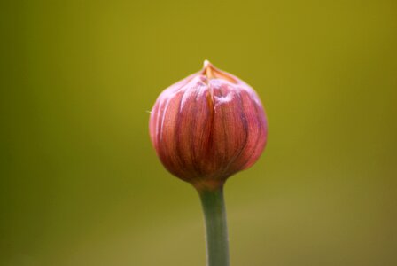 Herbs flowering nature photo