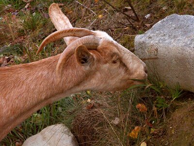 Brown mammals animal