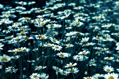 Flowers garden nature