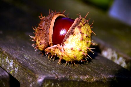 Chestnut landscape macro