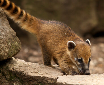 Small Mammal with long tail photo