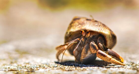 Hermit crab ocean sea