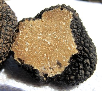 Delicacy tuber mushroom genus
