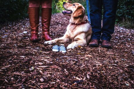 Animal boots canine photo