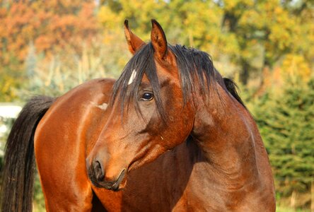 Thoroughbred arabian horse head fall foliage photo