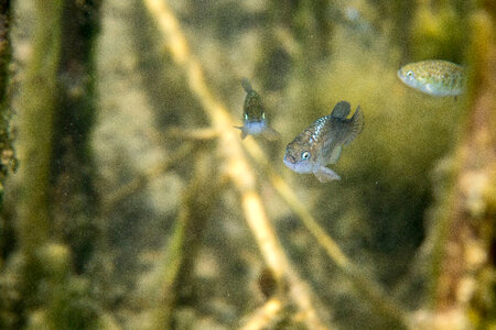 Ash Meadows Amargosa pupfish-5