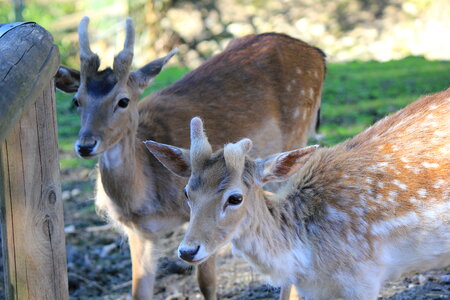 Roe deer family photo