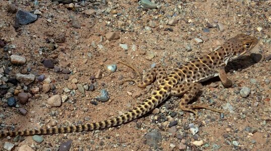 Animal biology camouflage photo