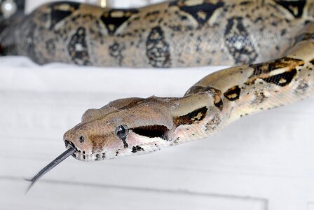 Wildlife serpent boa photo