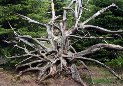 Black forest overturned wind