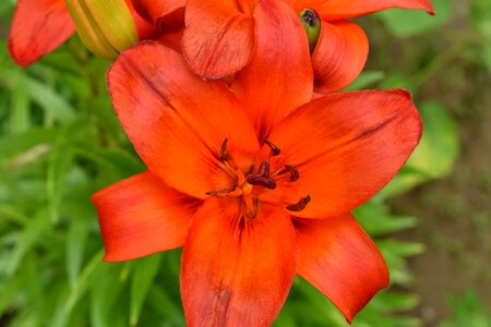 Detail flower garden herb