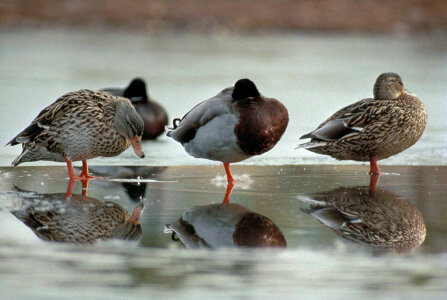 Mallard ducks photo