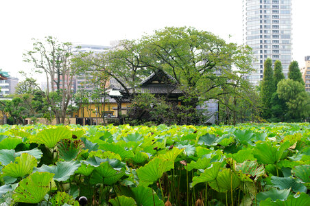 2 Sinobazunoike