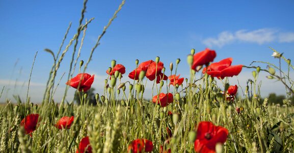 Agriculture beautiful flowers biology