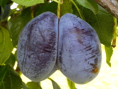 Blue fruit gemini