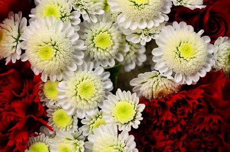 Nature macro background