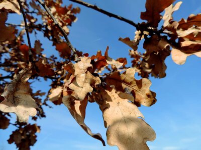 Oak branch nature