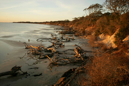 Driftwood along the shore photo