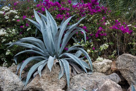 Flowers rocks garden photo