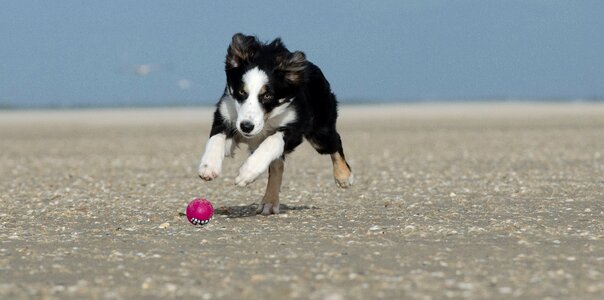 With ball ball hunting dog dog runs after ball photo