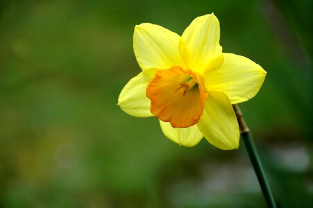 Yellow daffodil dafodill photo