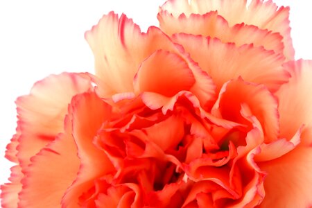 Carnation colorful detail