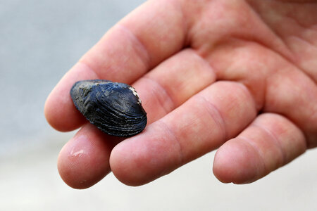 Suwannee moccasinshell-4