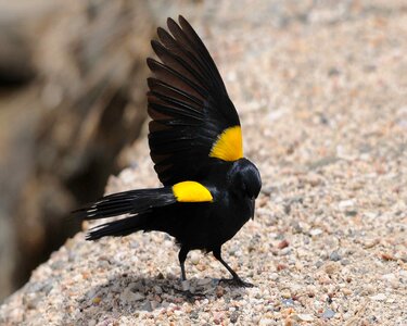 Animal black bird fauna