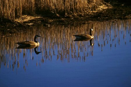 Canada geese water