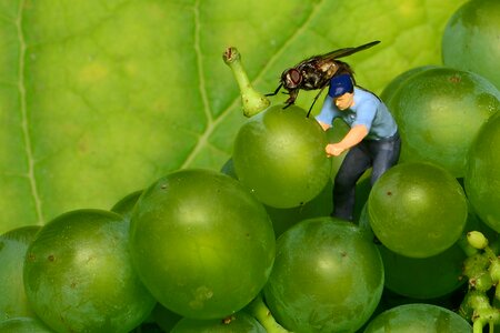 Fly green grapes small world