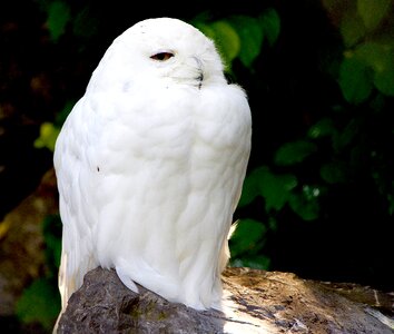 Raptor snowy owl sitting photo