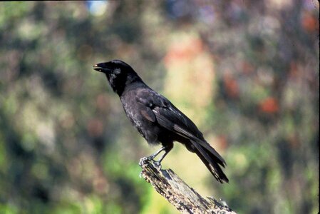 Bird black crow photo