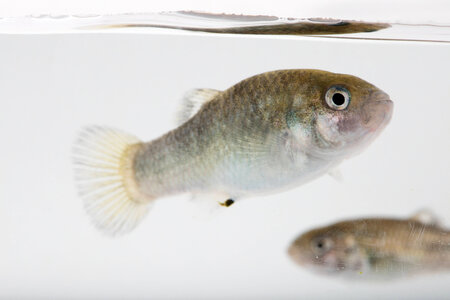 Devils Hole Pupfish in captivity