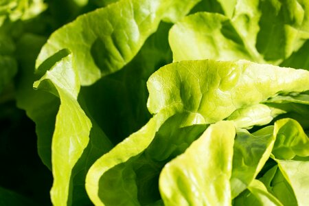 Agriculture calorie delicious