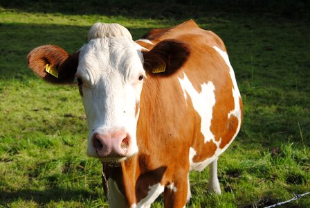 Cow animal pasture photo