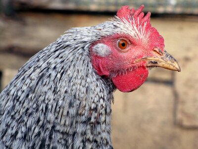 Poultry pets head photo