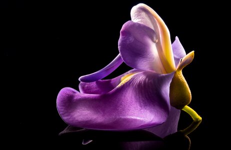 Wild flower violet purple