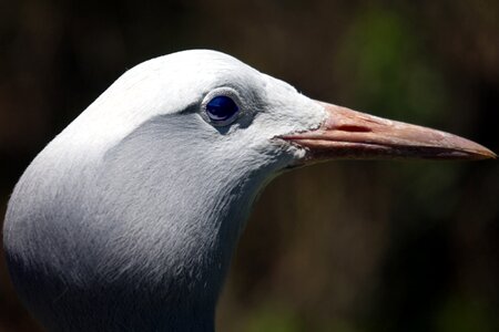 National bird south africa photo