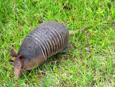 Wildlife wild zoology